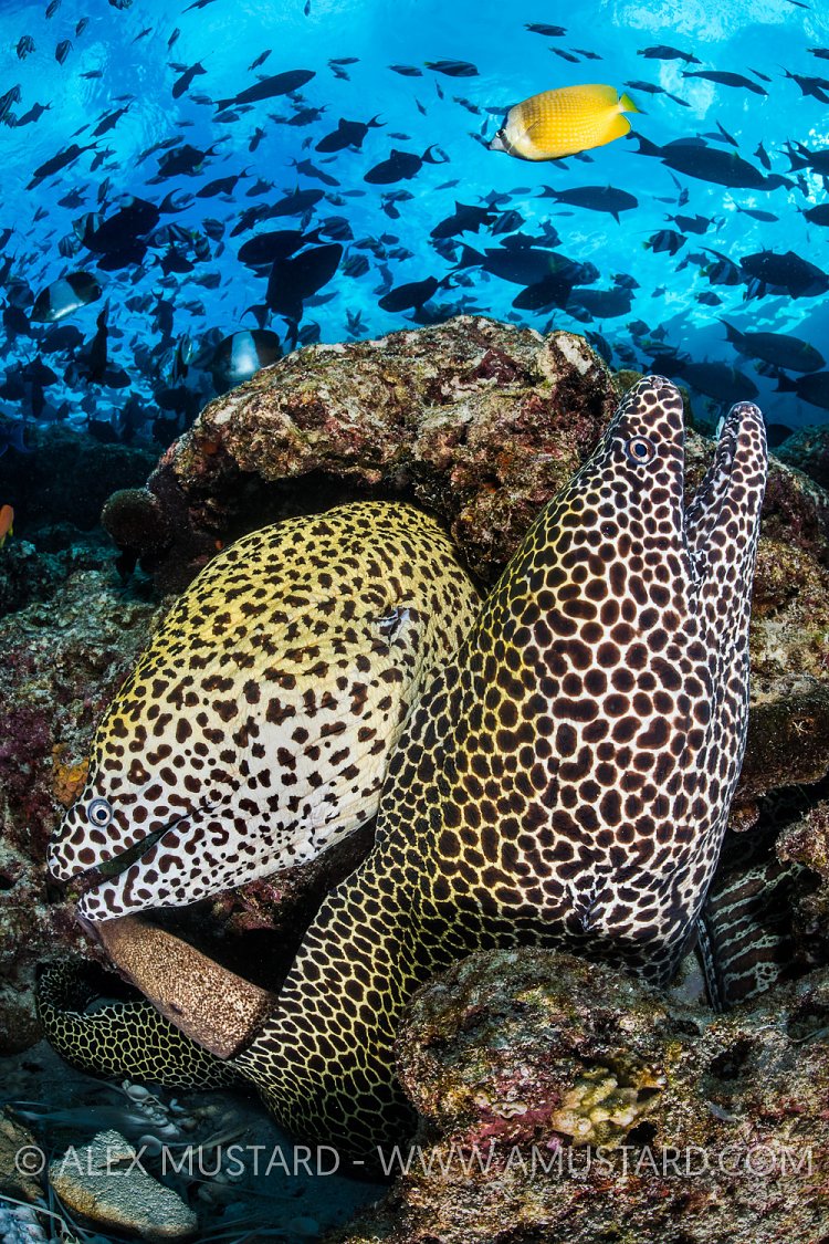 Morey Pair. Maldives