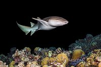 Nurse Shark Patrol. Maldives