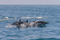 Spinner Dolphins. Sri Lanka