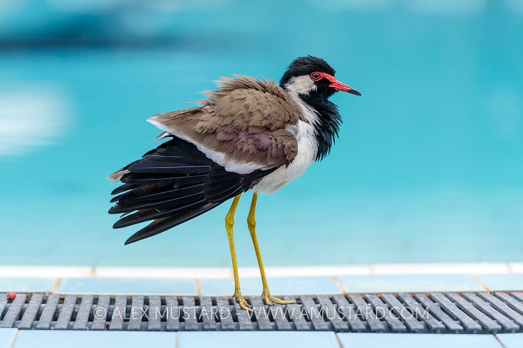Bird By The Pool. Sri Lanka