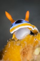 Nudi Feeds On Sponge. Indonesia