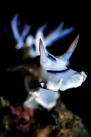 Moody Nudi. Indonesia