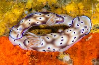 Tailing Nudibranchs. Indonesia
