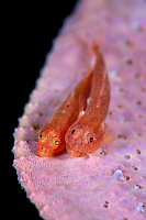 Ghostgobies Spawning. Indonesia