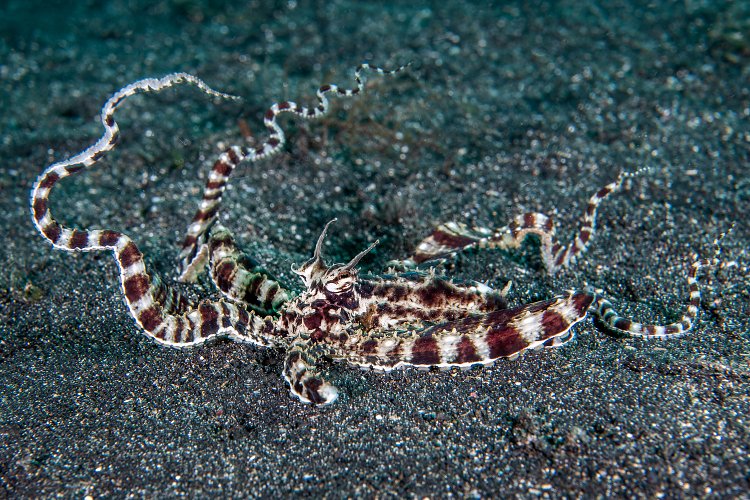 Mimic Octopus. Indonesia