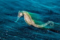 Seahorse Blur. Indonesia