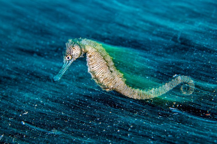 Seahorse Blur. Indonesia