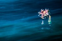 Seahorse Blur. Indonesia