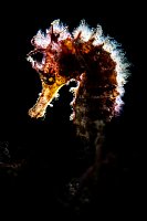 Backlit Seahorse. Indonesia