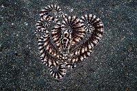 Mimic Octopus. Indonesia