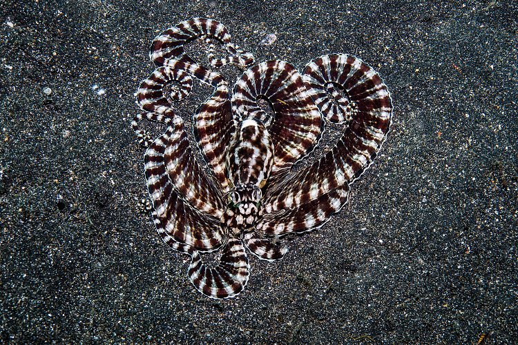Mimic Octopus. Indonesia