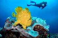 Yellow Frogfish. Blue Water. Indonesia
