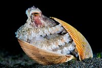 Coconut Octopus In Shell. Indonesia