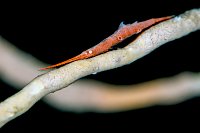 Tozeuma Shrimp. Indonesia