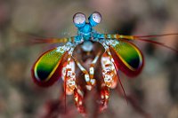 Mantis Portrait. Indonesia