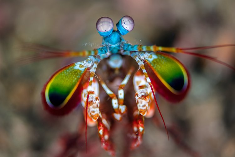 Mantis Portrait. Indonesia