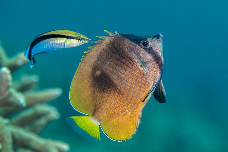 Cleaning Station On Reef. Indonesia