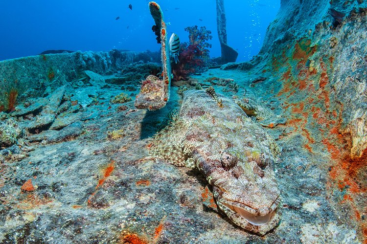 Crocodilefish On Thistlegorm. Egypt