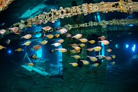 Sweepers In Saloon Room. Thistlegorm. Egypt