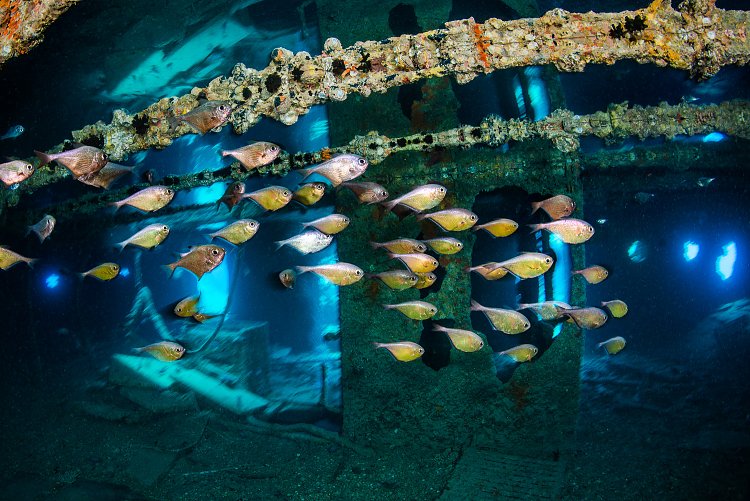 Sweepers In Saloon Room. Thistlegorm. Egypt