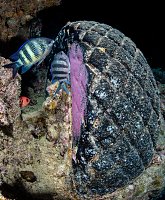 Eggs On The Wreck. Thistlegorm, Egypt.