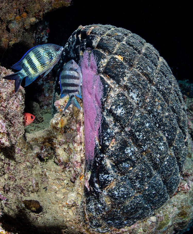 Eggs On The Wreck. Thistlegorm, Egypt.