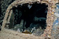 Nudibranch On Truck. Thistlegorm. Egypt