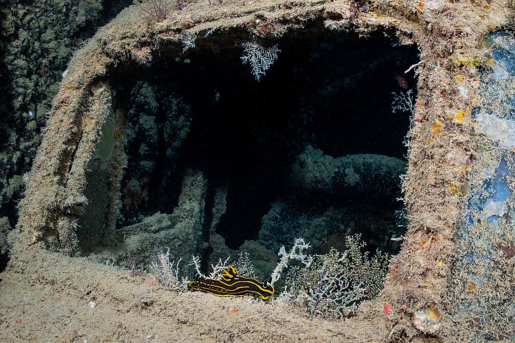 Nudibranch On Truck. Thistlegorm. Egypt