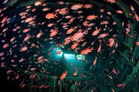Soldierfish In Thistlegorm. Egypt