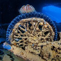 Urchin On Bike. Thistlegorm. Egypt
