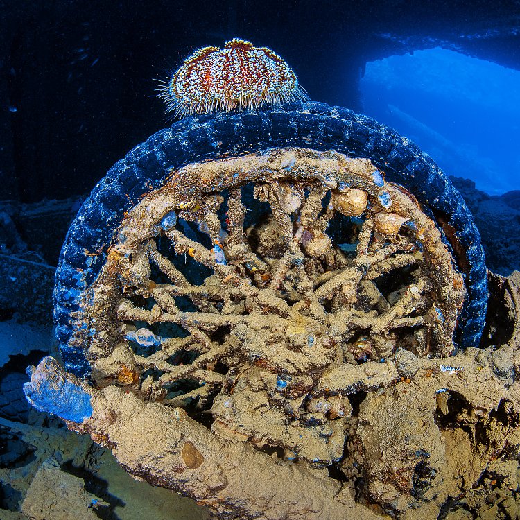 Urchin On Bike. Thistlegorm. Egypt