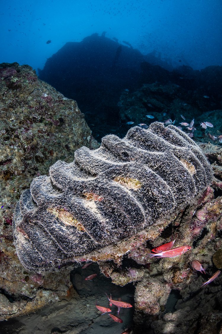 Unidentified Vehicle Parts. Thistlegorm. Egypt