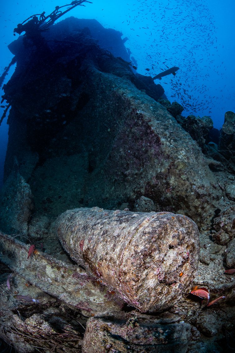 Fifteen Inch Shell. Thistlegorm. Egypt