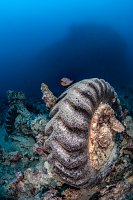 Unidentified Vehicle Parts. Thistlegorm. Egypt