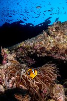 Anemonefish On Wreck. Thistlegorm. Egypt