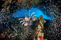 Lionfish In Baitfish. Thistlegorm. Egypt