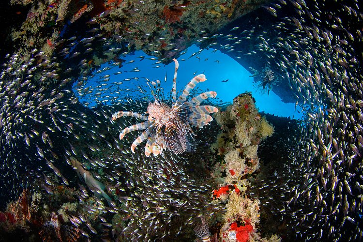 Lionfish In Baitfish. Thistlegorm. Egypt