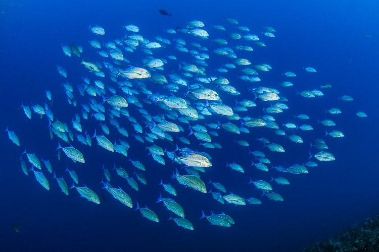 Bluefin Trevally School. Egypt