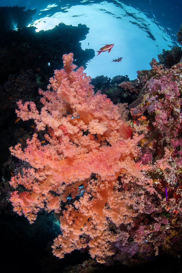 Reef Colours. Egypt