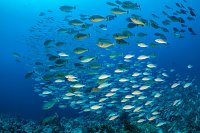 Mixed Schools. Egypt