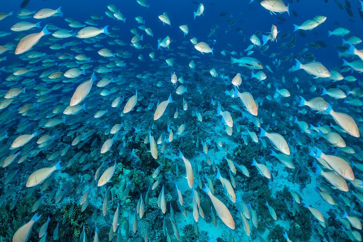 Parrotfish Schooling. Egypt