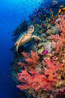 Turtle On Coral Reef. Egypt
