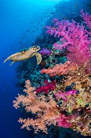 Turtle On Reef. Egypt
