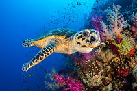 Turtle With Soft Corals. Egypt