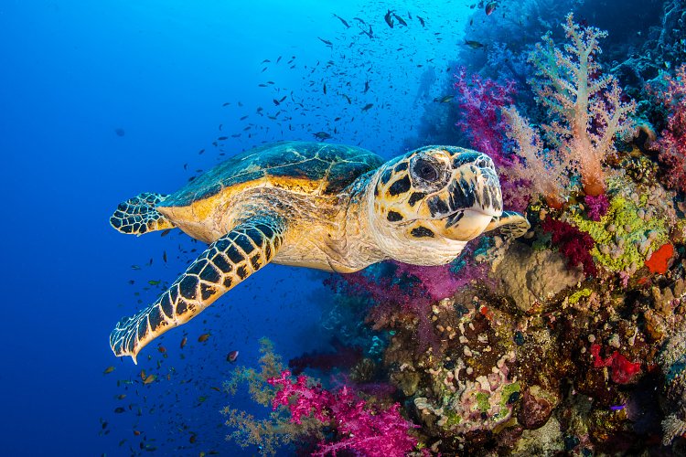Turtle With Soft Corals. Egypt