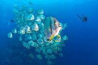 Batfish With Diver. Egypt