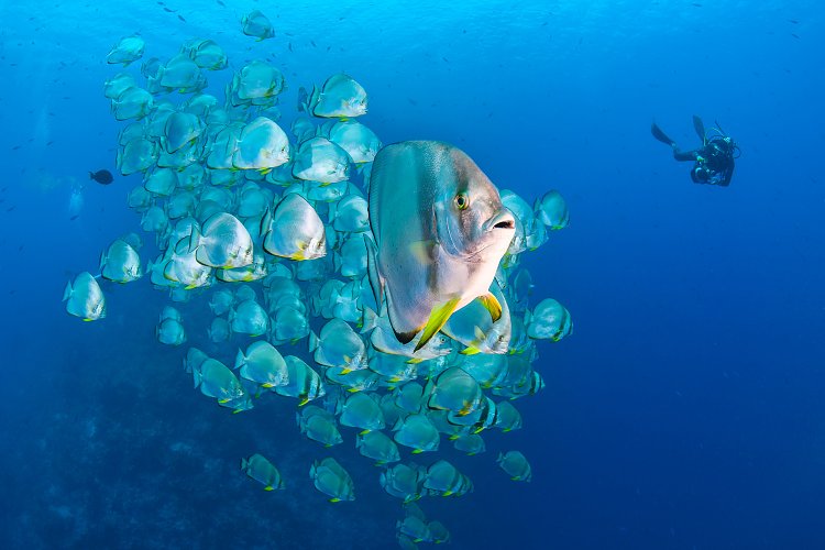 Batfish With Diver. Egypt