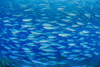 Fusiliers Multiple Exposure. Egypt