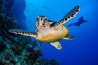 Turtle With DIver. Egypt