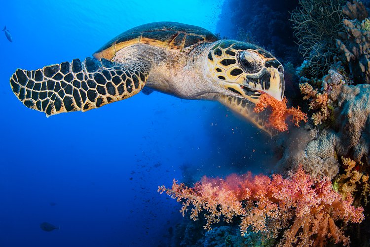 Turtle Eating Red Soft Coral. Egypt